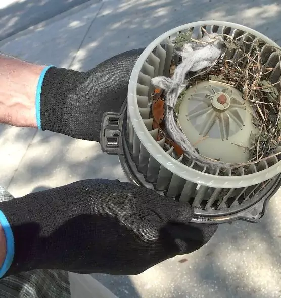 About Air Duct Mice Removal in St. Petersburg, FL